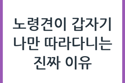 강아지가 갑자기 보호자를 따라다니는 이유: 노령견의 행동 변화 이해하기